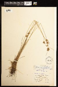Juncus dudleyi image
