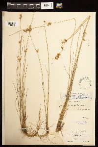 Juncus dudleyi image