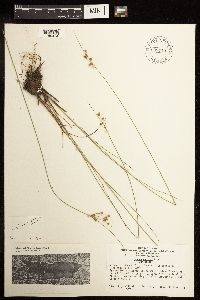 Juncus dudleyi image