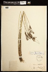 Juncus dudleyi image