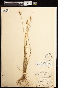 Juncus dudleyi image