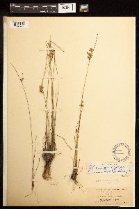 Juncus dudleyi image