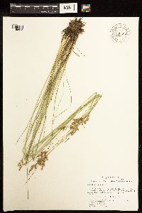 Juncus dudleyi image