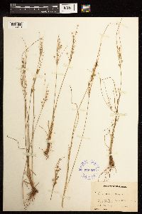 Juncus dudleyi image