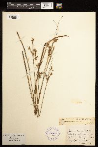 thumbnail image of current specimen