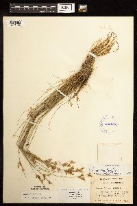 thumbnail image of current specimen