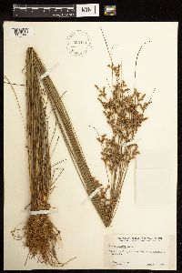 Thumbnail image of current specimen