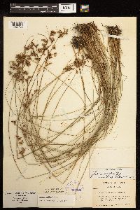 Thumbnail image of current specimen