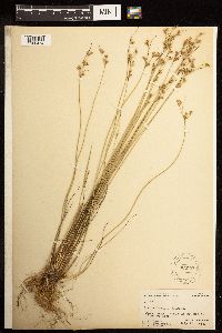 thumbnail image of current specimen