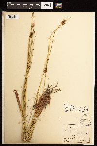 Epilobium leptocarpum image