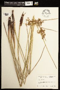 Juncus effusus image