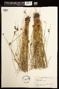 Juncus effusus image