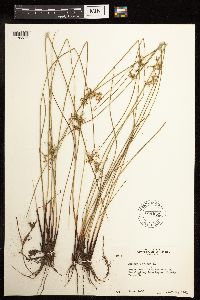 Juncus effusus image