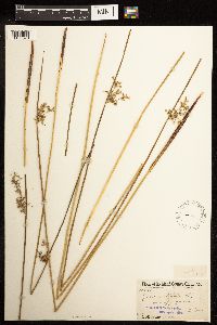 Juncus effusus image