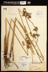 Juncus effusus image