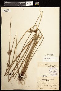 Juncus effusus image