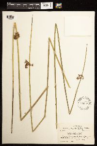 Juncus effusus image