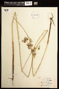 Juncus effusus image