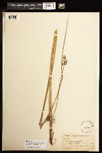Juncus effusus image