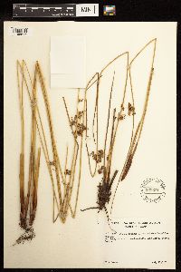 Juncus effusus image