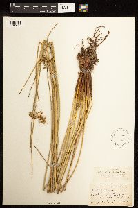 Juncus effusus image