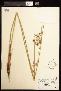 Juncus effusus image