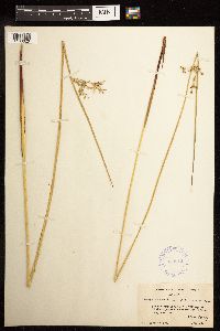 Juncus effusus image