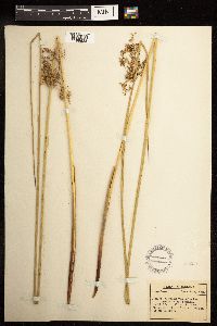 Juncus effusus image