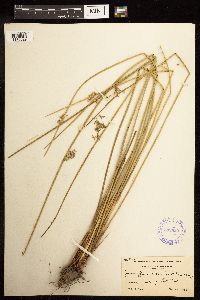 Juncus effusus image