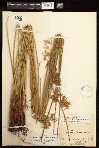 Juncus effusus image