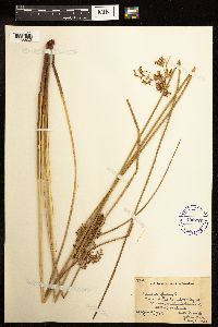 Juncus effusus image