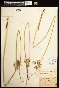 Juncus effusus image