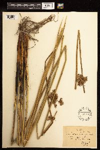 Juncus effusus image