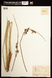 Juncus effusus image