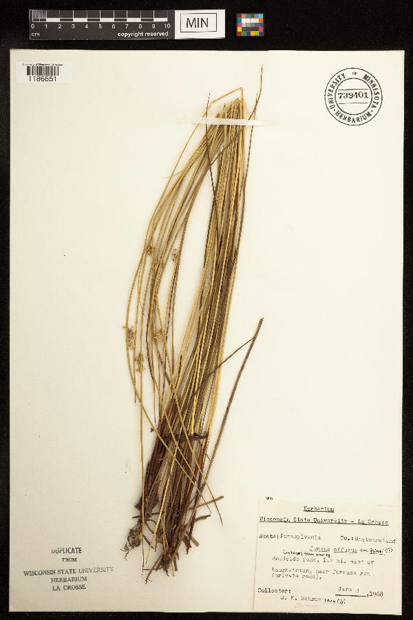 Juncus effusus image