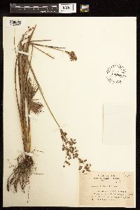 Juncus elliottii image