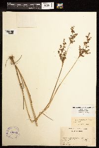 Juncus elliottii image