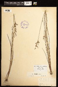 Juncus elliottii image