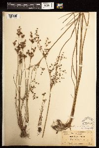 Juncus elliottii image