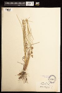 Juncus elliottii image