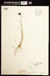 Media resource of Juncus falcatus