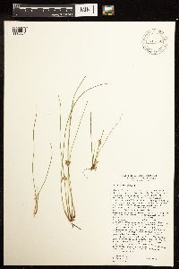 Juncus filiformis image