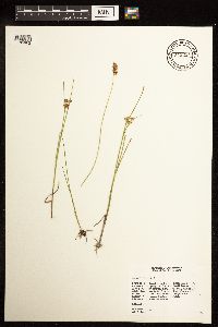 Juncus filiformis image