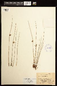 Juncus filiformis image