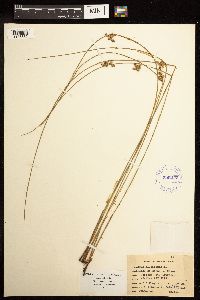 Juncus filiformis image