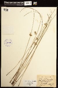 Juncus filiformis image