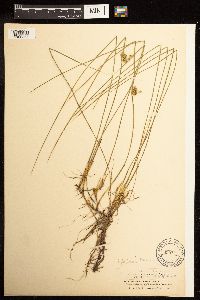 Juncus filiformis image