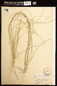 Juncus filiformis image