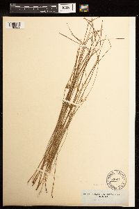 Juncus filiformis image