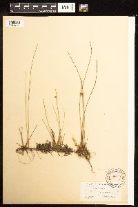 Juncus filiformis image